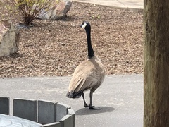 Branta canadensis