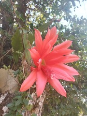 Disocactus ackermannii