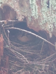 Troglodytes pacificus