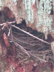 Troglodytes pacificus