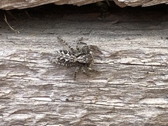 Platycryptus californicus