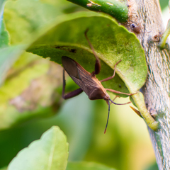 Athaumastus haematicus