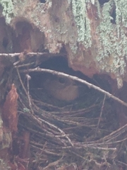 Troglodytes pacificus