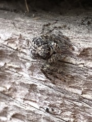 Platycryptus californicus
