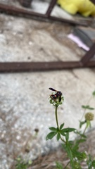 Leucospis slossonae