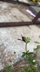 Leucospis slossonae