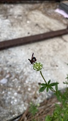 Leucospis slossonae