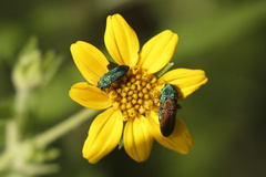 Acmaeodera subprasina