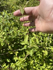 Lonicera japonica