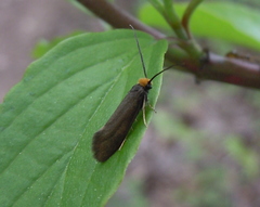 Incurvariidae