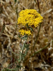 Achillea arabica