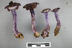 Thaxterogaster chalybeus