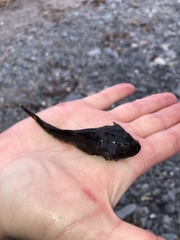 Myoxocephalus