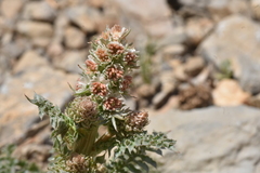 Reseda barrelieri