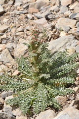 Reseda barrelieri