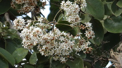 Cordia trichotoma