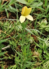 Menodora heterophylla