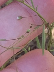 Hesperolinon micranthum