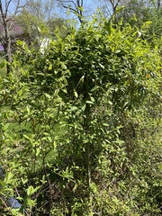 Lonicera japonica