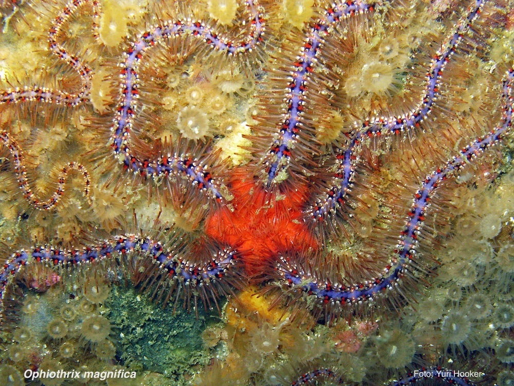 Ophiothrix magnifica