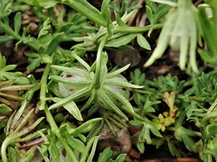 Menodora heterophylla
