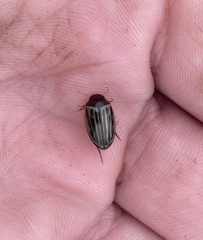 Agabus disintegratus