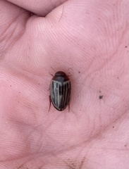 Agabus disintegratus