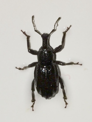 iNaturalist observation photo of Snout and Bark Beetles