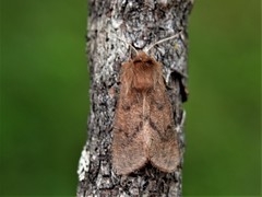 Phragmatobia lineata