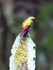 Microchera cupreiceps