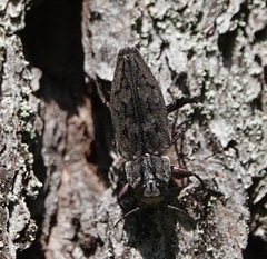 Chrysobothris dentipes