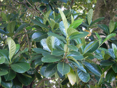 Fagraea berteroana