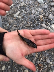 Myoxocephalus