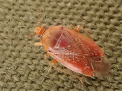 Agnocoris rubicundus