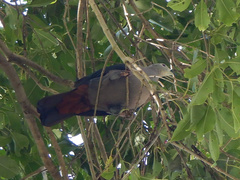 Ducula pacifica