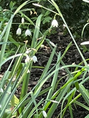 Leucojum aestivum