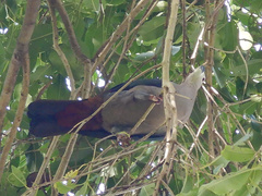 Ducula pacifica