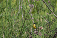 Motacilla flava feldegg