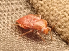 Agnocoris rubicundus