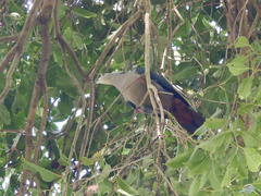 Ducula pacifica