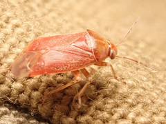 Agnocoris rubicundus