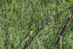 Motacilla flava feldegg