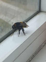 Bombus