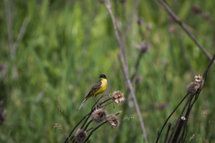 Motacilla flava feldegg