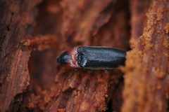 Ampedus rubricus