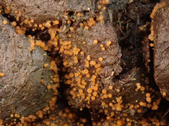 Lasiobolus intermedius