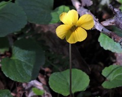 Viola magellanica