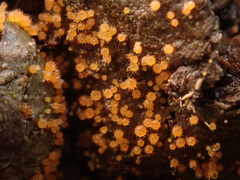 Lasiobolus intermedius