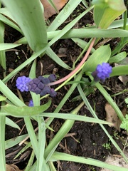 Muscari latifolium