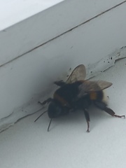 Bombus